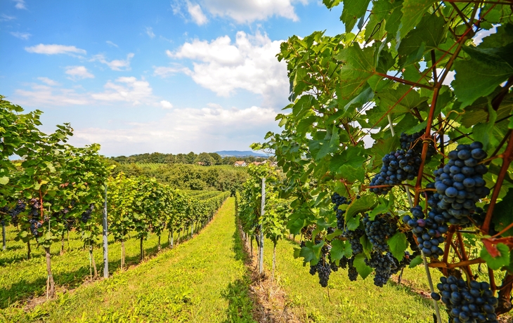 Weinreben im Weinberg, Rotwein vor der Ernte, Steiermark bei Gamlitz, Österreich